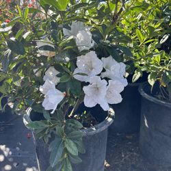 AZALEA FLOWERING BUSHES ON SALE NOW 