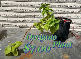 Oregano plant for sale