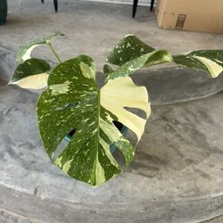 Thai Monstera Constellation