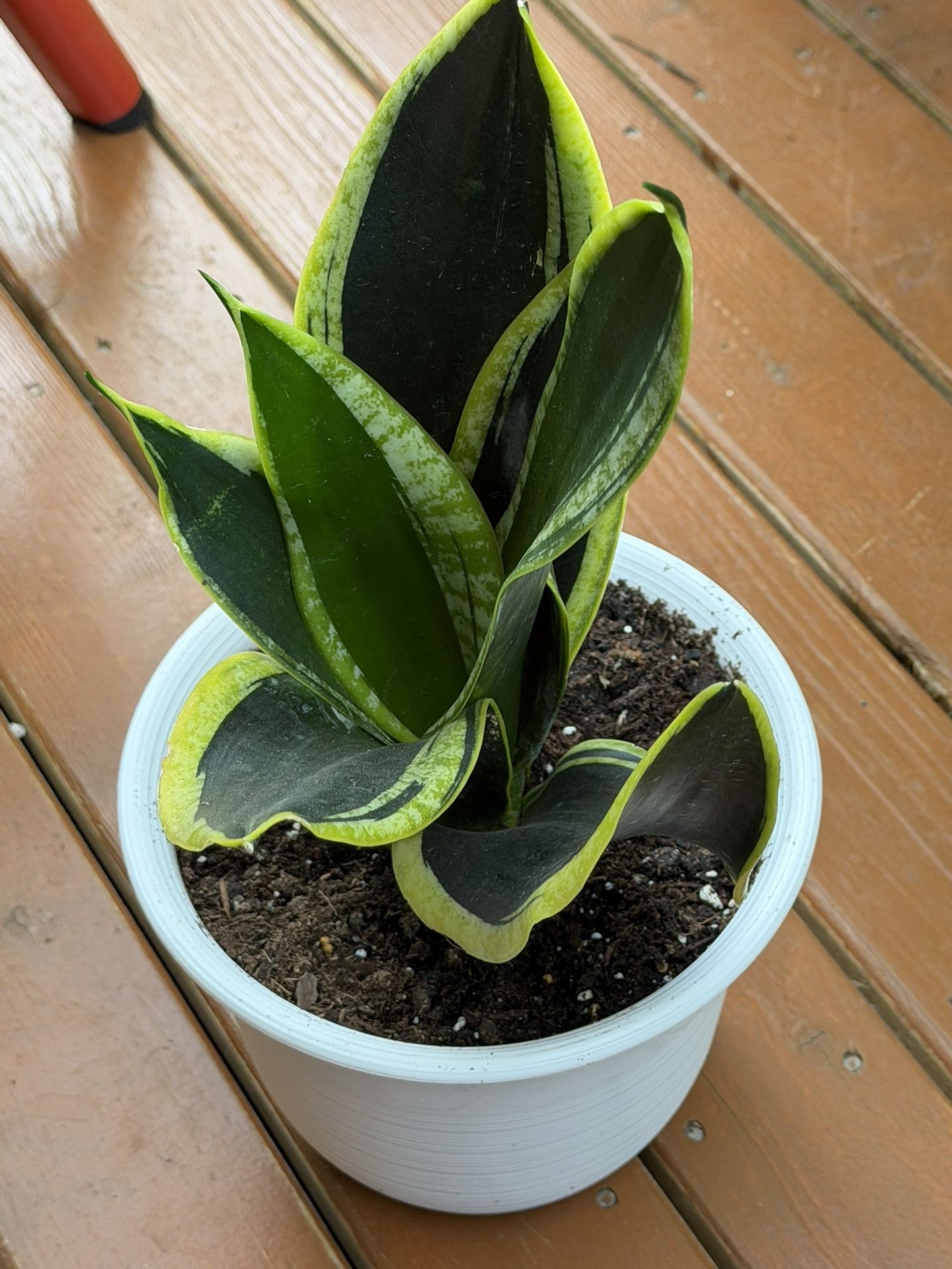 Black And Gold Snake Plant