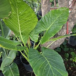 15 Gallons Elephant Ear Plant 