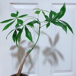 Bonsai Money Tree