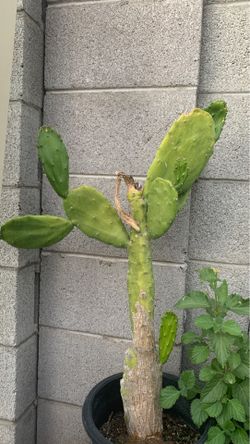 Nopal