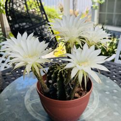 CACTUS PLANT IN BLOOM- White Flowers 