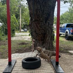 THE BULLY BODY BUILDER 