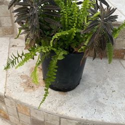 I Gal. Fern And Succulent Mixed Pot