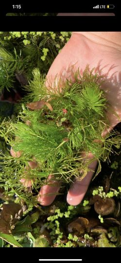 Aquarium/ pond plants