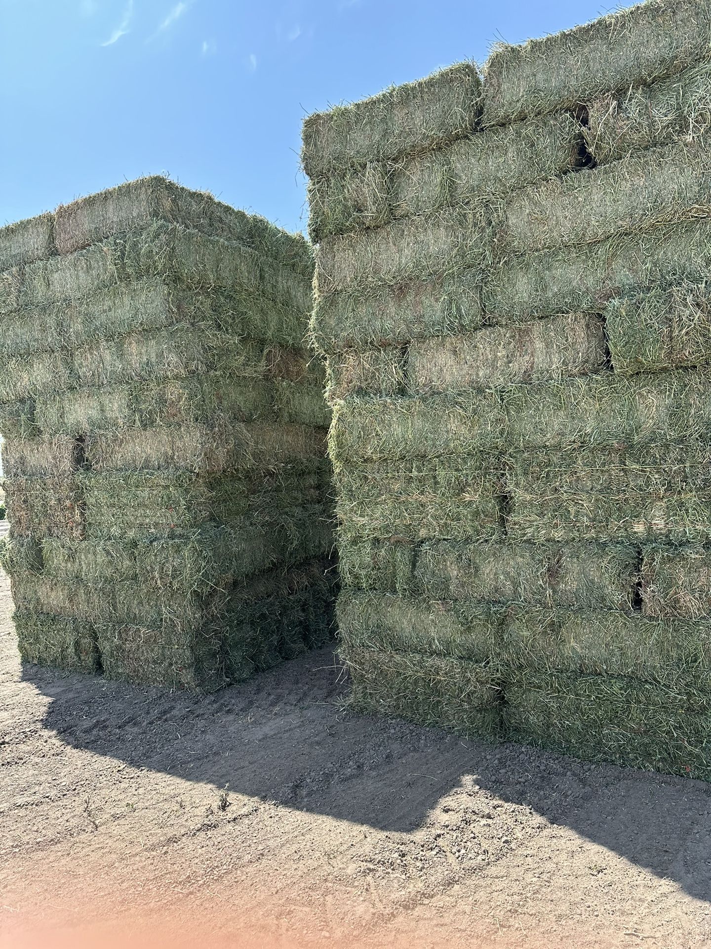 Alfalfa