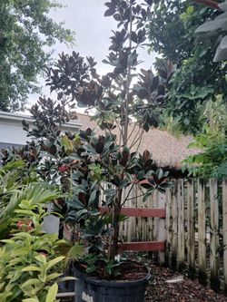 Magnolia Tree 11-12ft $475