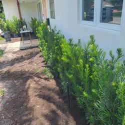 Podocarpus 15g Full 