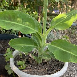 Dwarf Cavendish banana Plant