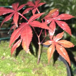 Japanese Red Maple Seedlings (at various diff ages)