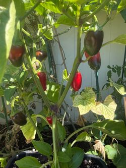 Jalapeño Mucho Nacho Hot Pepper