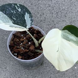 Monstera Deliciosa X Borsigiana Mint Variegated Sprouted Mid Cut Rooted 
