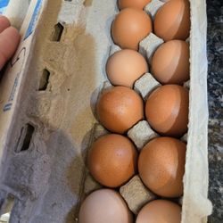 Large Fresh Farm Eggs