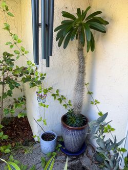 Huge 67” Madagascar Palm / Pachypodium Lamerei + Ceramic Pot