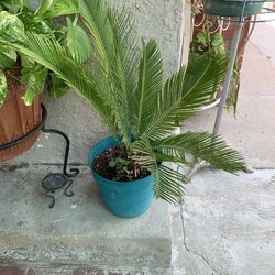Sago palm - Norwalk Location