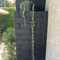 Succulents 