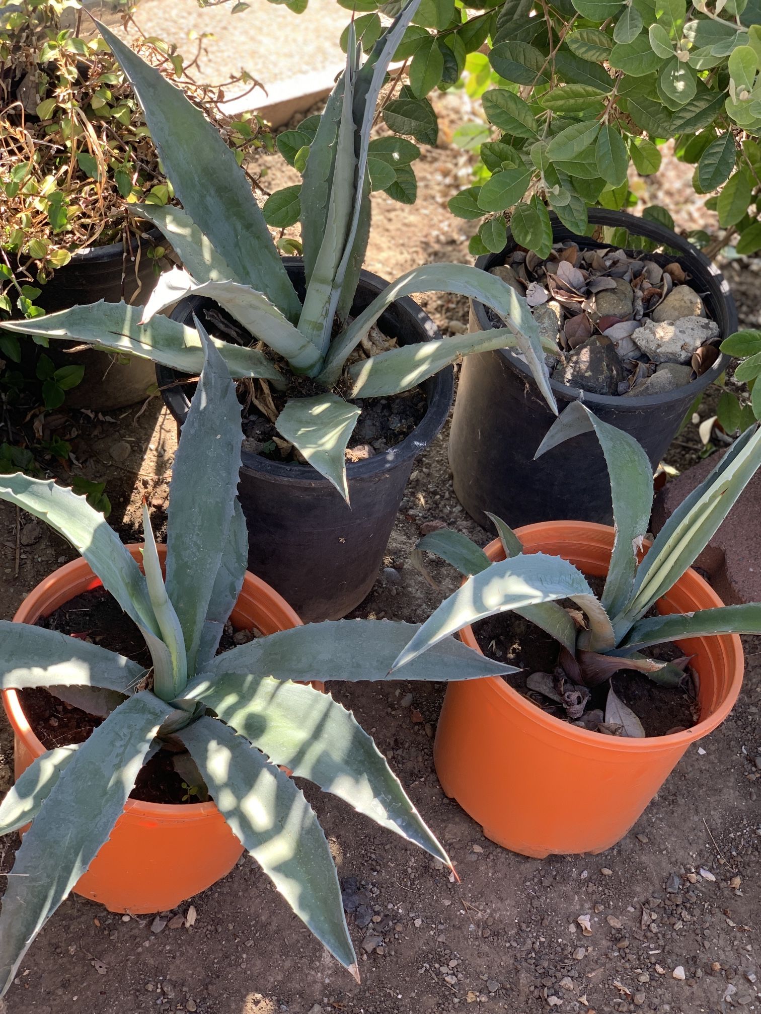 $10 Each Beautiful Potted Agave Succulent Live Plants  Cash only  