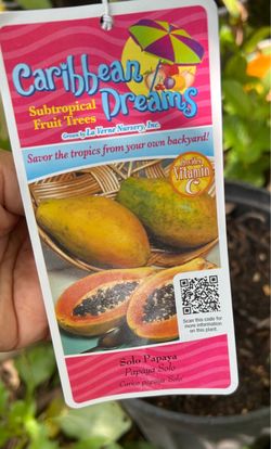 Árbol de papayas