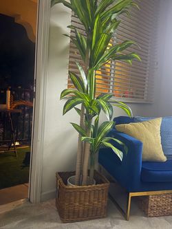 Large Dracaena Indoor Plant