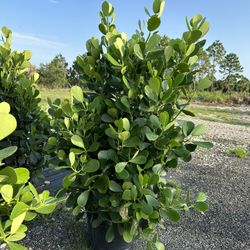 Clusia 15 Gallon Plants