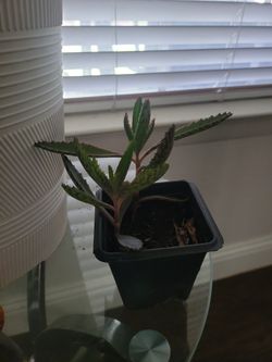 Planta Natural