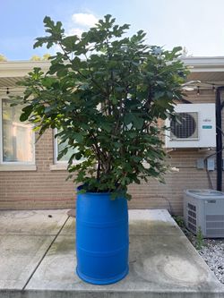 Chicago Hardy Fig Tree for Sale!