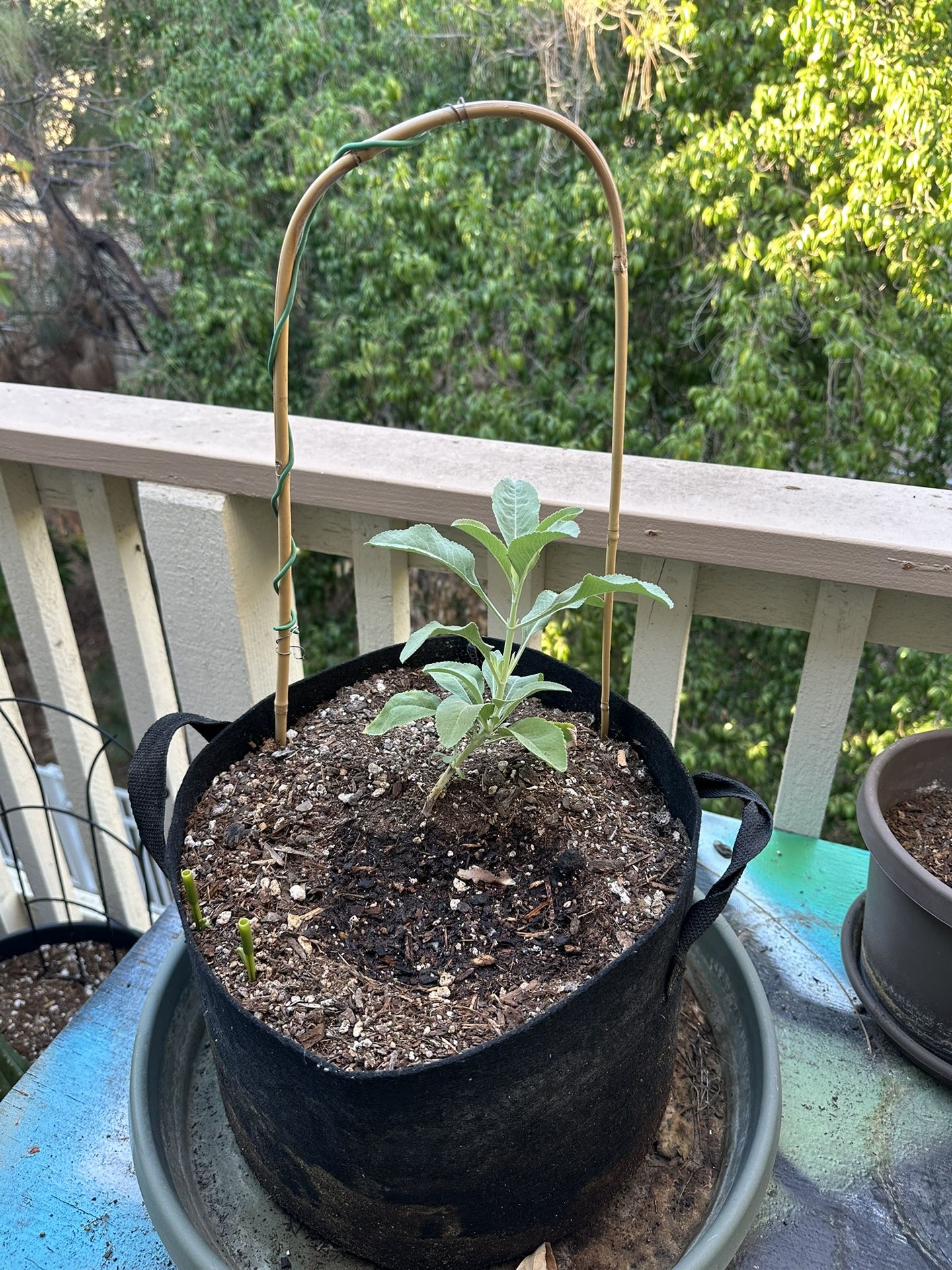 White Sage, 5 Gallon Pot
