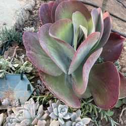 KALANCHOE LUCIAE CV. FANTASTIC  Amazing Looking Succulent Elegant Big Plant With Green And Red Colors 