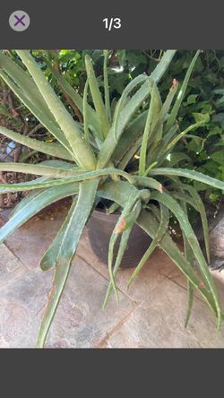 3 large aloe Vera plants