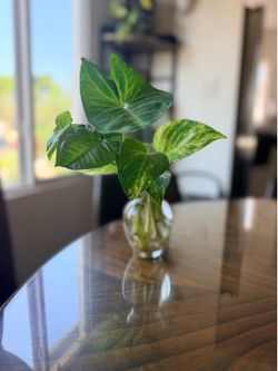 Rooted Pothos & Arrowhead Plant Bouquet in Glass Vase