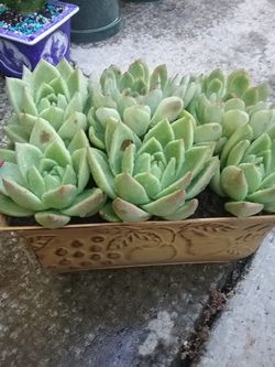 Succulent
