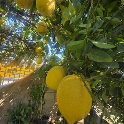 Organic 🍋 Lemons 