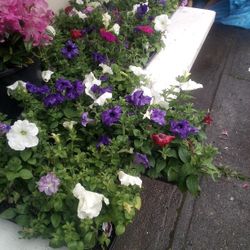 Petunias,Wine and rose& Rhododendron Pots