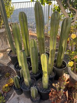 Mexican Fencepost