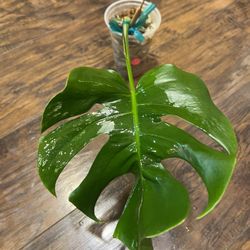 Variegated Albo Rooted Cutting