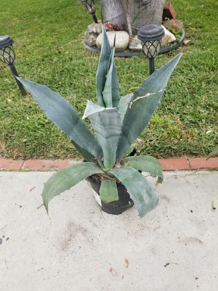 Potted Small Maguey Plant