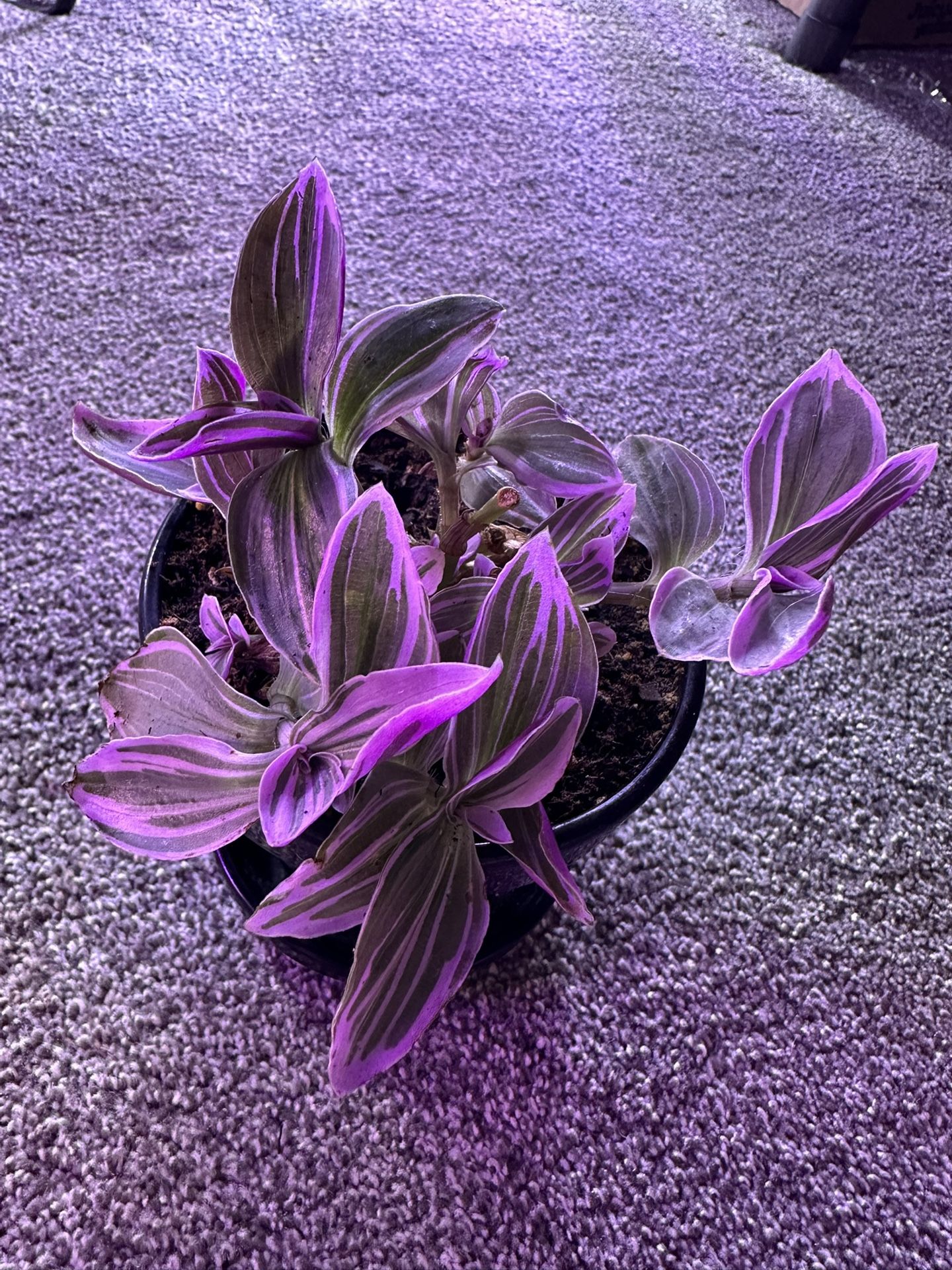 PLANT PURGE