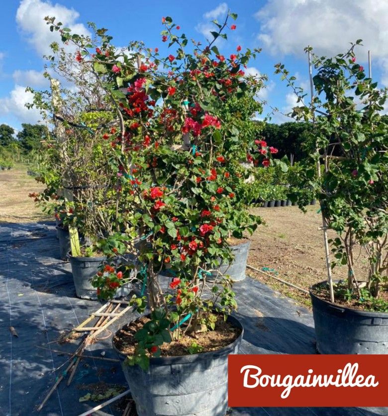 Large Bougainvillea FROM $175