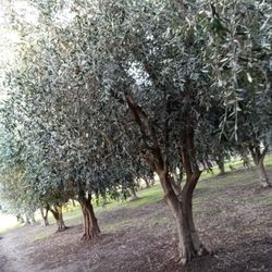 Olive Trees 