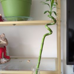 Free Bamboo Plant