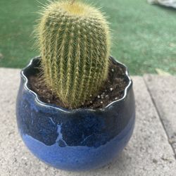 Golden Ball Cactus With Blue Ceramic Pot