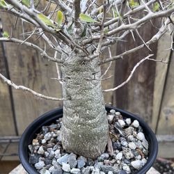 Fouquieria columnaris (Boojum Tree)