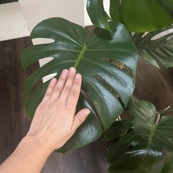 Monstera