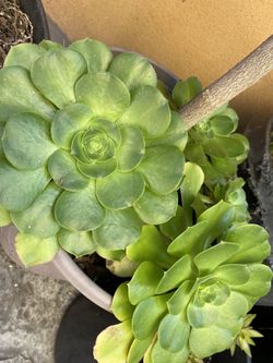 Aeonium canariense Plants