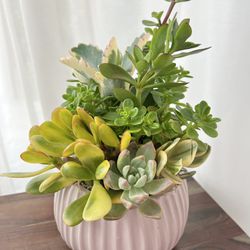 Succulent Arrangement In Ceramic Pot