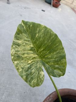 Alocasia Gageana Aurea Cutting Variegated Elephant Ear Plant