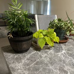 Cheap House plants 