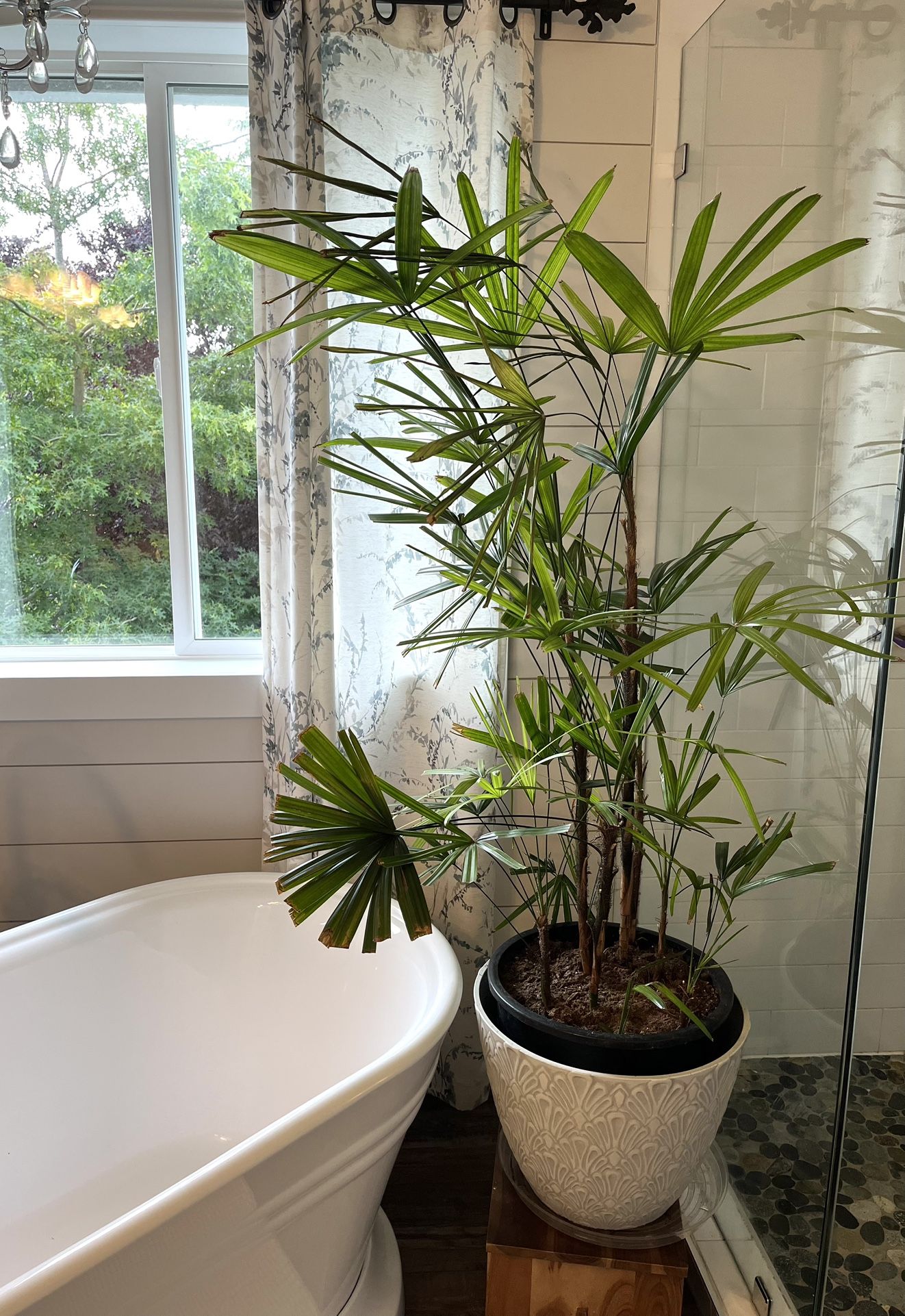 Indoor plant with pot
